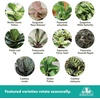 image:imageAltman Plants Deluxe Houseplants 3 Pack Assorted Popular Live Indoor Plant Varieties Easy Plant Care 425 in Pots3Pack