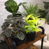 image:imageAltman Plants Deluxe Houseplants 3 Pack Assorted Popular Live Indoor Plant Varieties Easy Plant Care 425 in Pots3Pack