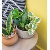 image:imageAltman Plants Deluxe Houseplants 3 Pack Assorted Popular Live Indoor Plant Varieties Easy Plant Care 425 in Pots4Pack