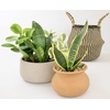 image:imageAltman Plants Deluxe Houseplants 3 Pack Assorted Popular Live Indoor Plant Varieties Easy Plant Care 425 in Pots4Pack