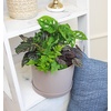 image:imageAltman Plants Deluxe Houseplants 3 Pack Assorted Popular Live Indoor Plant Varieties Easy Plant Care 425 in Pots4Pack
