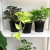 image:imageAltman Plants Deluxe Houseplants 3 Pack Assorted Popular Live Indoor Plant Varieties Easy Plant Care 425 in Pots4Pack