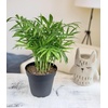 image:imageAltman Plants Deluxe Houseplants 3 Pack Assorted Popular Live Indoor Plant Varieties Easy Plant Care 425 in Pots4Pack