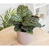 image:imageAltman Plants Deluxe Houseplants 3 Pack Assorted Popular Live Indoor Plant Varieties Easy Plant Care 425 in Pots4Pack