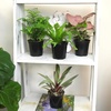 image:imageAltman Plants Deluxe Houseplants 3 Pack Assorted Popular Live Indoor Plant Varieties Easy Plant Care 425 in Pots4Pack