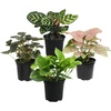 image:imageAltman Plants Deluxe Houseplants 3 Pack Assorted Popular Live Indoor Plant Varieties Easy Plant Care 425 in Pots4Pack