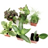 image:imageAltman Plants Live Houseplants 6PK Indoor Plants for Delivery Prime Live Plants and Gardening Gifts for Plant Lovers Planters for Indoor Plants with Potting Soil Live House Plants Indoors Live