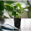 image:imageAltman Plants Live Houseplants 6PK Indoor Plants for Delivery Prime Live Plants and Gardening Gifts for Plant Lovers Planters for Indoor Plants with Potting Soil Live House Plants Indoors Live