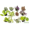 image:imageAltman Plants Live Houseplants 6PK Indoor Plants for Delivery Prime Live Plants and Gardening Gifts for Plant Lovers Planters for Indoor Plants with Potting Soil Live House Plants Indoors Live