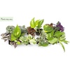 image:imageAltman Plants Live Houseplants 6PK Indoor Plants for Delivery Prime Live Plants and Gardening Gifts for Plant Lovers Planters for Indoor Plants with Potting Soil Live House Plants Indoors Live