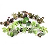 image:imageAltman Plants Live Houseplants 6PK Indoor Plants for Delivery Prime Live Plants and Gardening Gifts for Plant Lovers Planters for Indoor Plants with Potting Soil Live House Plants Indoors Live