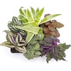 image:imageAltman Plants Live Houseplants 6PK Indoor Plants for Delivery Prime Live Plants and Gardening Gifts for Plant Lovers Planters for Indoor Plants with Potting Soil Live House Plants Indoors Live