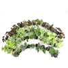 image:imageAltman Plants Live Houseplants 6PK Indoor Plants for Delivery Prime Live Plants and Gardening Gifts for Plant Lovers Planters for Indoor Plants with Potting Soil Live House Plants Indoors Live