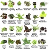image:imageAltman Plants Live Houseplants 6PK Indoor Plants for Delivery Prime Live Plants and Gardening Gifts for Plant Lovers Planters for Indoor Plants with Potting Soil Live House Plants Indoors Live