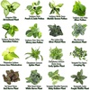 image:imageAltman Plants Live Houseplants 6PK Indoor Plants for Delivery Prime Live Plants and Gardening Gifts for Plant Lovers Planters for Indoor Plants with Potting Soil Live House Plants Indoors Live