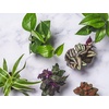 image:imageAltman Plants Live Houseplants 6PK Indoor Plants for Delivery Prime Live Plants and Gardening Gifts for Plant Lovers Planters for Indoor Plants with Potting Soil Live House Plants Indoors Live