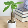 image:imageAltman Plants Live Money Tree Plant Pachira Aquatica Money Tree Feng Shui Money Tree Pachira Aquatica Plant Pachira Plant Bonsai Tree in Planter Pot with Soil Money Tree Plant Indoor Plants