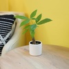 image:imageAltman Plants Live Money Tree Plant Pachira Aquatica Money Tree Feng Shui Money Tree Pachira Aquatica Plant Pachira Plant Bonsai Tree in Planter Pot with Soil Money Tree Plant Indoor Plants