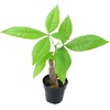 image:imageAltman Plants Live Money Tree Plant Pachira Aquatica Money Tree Feng Shui Money Tree Pachira Aquatica Plant Pachira Plant Bonsai Tree in Planter Pot with Soil Money Tree Plant Indoor Plants