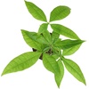 image:imageAltman Plants Live Money Tree Plant Pachira Aquatica Money Tree Feng Shui Money Tree Pachira Aquatica Plant Pachira Plant Bonsai Tree in Planter Pot with Soil Money Tree Plant Indoor Plants
