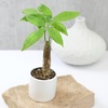 image:imageAltman Plants Live Money Tree Plant Pachira Aquatica Money Tree Feng Shui Money Tree Pachira Aquatica Plant Pachira Plant Bonsai Tree in Planter Pot with Soil Money Tree Plant Indoor Plants