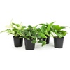 image:imageAltman Plants Live Pothos 4PK Indoor Houseplants Mix Pack Real Plant Box Epipremnum Aureum Devils Ivy Vine Houseplant Assortment