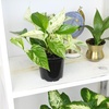 image:imageAltman Plants Live Pothos 4PK Indoor Houseplants Mix Pack Real Plant Box Epipremnum Aureum Devils Ivy Vine Houseplant Assortment