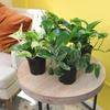 image:imageAltman Plants Live Pothos 4PK Indoor Houseplants Mix Pack Real Plant Box Epipremnum Aureum Devils Ivy Vine Houseplant Assortment