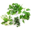 image:imageAltman Plants Live Pothos 4PK Indoor Houseplants Mix Pack Real Plant Box Epipremnum Aureum Devils Ivy Vine Houseplant Assortment