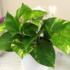 image:imageAltman Plants Live Pothos 4PK Indoor Houseplants Mix Pack Real Plant Box Epipremnum Aureum Devils Ivy Vine Houseplant Assortment