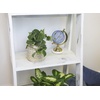 image:imageAltman Plants Live Pothos Plants 4PK Indoor Plants Live Houseplants Pothos Live Plant House Plants Indoors Live Plants Money Plant Indoor Pothos Plant Decor Devils Ivy Trailing Plants Live4Pack Variety Pothos