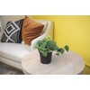 image:imageAltman Plants Live Pothos Plants 4PK Indoor Plants Live Houseplants Pothos Live Plant House Plants Indoors Live Plants Money Plant Indoor Pothos Plant Decor Devils Ivy Trailing Plants Live4Pack Variety Pothos