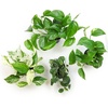 image:imageAltman Plants Live Pothos Plants 4PK Indoor Plants Live Houseplants Pothos Live Plant House Plants Indoors Live Plants Money Plant Indoor Pothos Plant Decor Devils Ivy Trailing Plants Live4Pack Variety Pothos