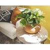 image:imageAltman Plants Live Pothos Plants 4PK Indoor Plants Live Houseplants Pothos Live Plant House Plants Indoors Live Plants Money Plant Indoor Pothos Plant Decor Devils Ivy Trailing Plants Live4Pack Variety Pothos