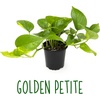 image:imageAltman Plants Live Pothos Plants 4PK Indoor Plants Live Houseplants Pothos Live Plant House Plants Indoors Live Plants Money Plant Indoor Pothos Plant Decor Devils Ivy Trailing Plants Live4Pack Variety Pothos