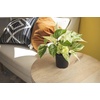 image:imageAltman Plants Live Pothos Plants 4PK Indoor Plants Live Houseplants Pothos Live Plant House Plants Indoors Live Plants Money Plant Indoor Pothos Plant Decor Devils Ivy Trailing Plants Live4Pack Variety Pothos