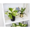 image:imageAltman Plants Live Pothos Plants 4PK Indoor Plants Live Houseplants Pothos Live Plant House Plants Indoors Live Plants Money Plant Indoor Pothos Plant Decor Devils Ivy Trailing Plants Live4Pack Variety Pothos