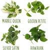 image:imageAltman Plants Live Pothos Plants 4PK Indoor Plants Live Houseplants Pothos Live Plant House Plants Indoors Live Plants Money Plant Indoor Pothos Plant Decor Devils Ivy Trailing Plants Live4Pack Variety Pothos