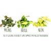 image:imageAltman Plants Live Pothos Plants 4PK Indoor Plants Live Houseplants Pothos Live Plant House Plants Indoors Live Plants Money Plant Indoor Pothos Plant Decor Devils Ivy Trailing Plants Live4Pack Variety Pothos