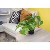 image:imageAltman Plants Live Pothos Plants 4PK Indoor Plants Live Houseplants Pothos Live Plant House Plants Indoors Live Plants Money Plant Indoor Pothos Plant Decor Devils Ivy Trailing Plants Live4Pack Variety Pothos