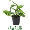 image:imageAltman Plants Live Pothos Plants 4PK Indoor Plants Live Houseplants Pothos Live Plant House Plants Indoors Live Plants Money Plant Indoor Pothos Plant Decor Devils Ivy Trailing Plants Live4Pack Variety Pothos