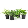 image:imageAltman Plants Live Pothos Plants 4PK Indoor Plants Live Houseplants Pothos Live Plant House Plants Indoors Live Plants Money Plant Indoor Pothos Plant Decor Devils Ivy Trailing Plants Live4Pack Variety Pothos