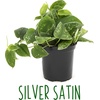 image:imageAltman Plants Live Pothos Plants 4PK Indoor Plants Live Houseplants Pothos Live Plant House Plants Indoors Live Plants Money Plant Indoor Pothos Plant Decor Devils Ivy Trailing Plants Live4Pack Variety Pothos
