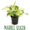 image:imageAltman Plants Live Pothos Plants 4PK Indoor Plants Live Houseplants Pothos Live Plant House Plants Indoors Live Plants Money Plant Indoor Pothos Plant Decor Devils Ivy Trailing Plants Live4Pack Variety Pothos