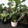 image:imageAltman Plants Peace Lily Plant Decor with 6 Inch White Plant Pot Easy to Grow House Plant Desk Plant amp Office Plant Easy Plant Gift Air Purifying Plants Grow in Indoor Plant Potting Soil Mix