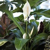 image:imageAltman Plants Peace Lily Plant Decor with 6 Inch White Plant Pot Easy to Grow House Plant Desk Plant amp Office Plant Easy Plant Gift Air Purifying Plants Grow in Indoor Plant Potting Soil Mix