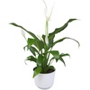 image:imageAltman Plants Peace Lily Plant Decor with 6 Inch White Plant Pot Easy to Grow House Plant Desk Plant amp Office Plant Easy Plant Gift Air Purifying Plants Grow in Indoor Plant Potting Soil Mix