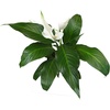 image:imageAltman Plants Peace Lily Plant Decor with 6 Inch White Plant Pot Easy to Grow House Plant Desk Plant amp Office Plant Easy Plant Gift Air Purifying Plants Grow in Indoor Plant Potting Soil Mix