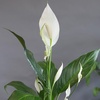 image:imageAltman Plants Peace Lily Plant Decor with 6 Inch White Plant Pot Easy to Grow House Plant Desk Plant amp Office Plant Easy Plant Gift Air Purifying Plants Grow in Indoor Plant Potting Soil Mix