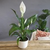 image:imageAltman Plants Peace Lily Plant Decor with 6 Inch White Plant Pot Easy to Grow House Plant Desk Plant amp Office Plant Easy Plant Gift Air Purifying Plants Grow in Indoor Plant Potting Soil Mix